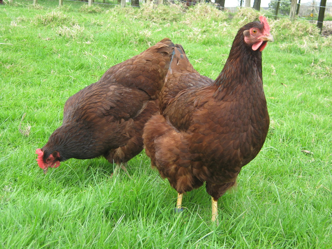 Feed for laying hens